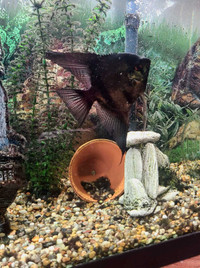 Large black Angelfish and more!