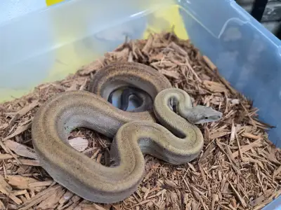 Sterling Motley Boa, View more