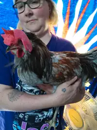 Free 5 month old rooster 