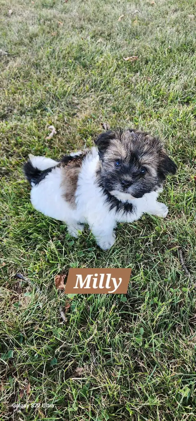 CKC registered Havanese puppies in Dogs & Puppies for Rehoming in St. Catharines - Image 3