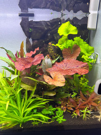Aquarium plant/Tiger lotus