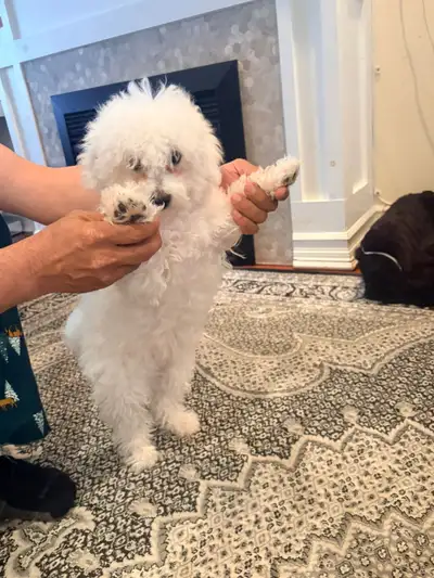 This Bichon Frisé is 3 months old, the puppy is ready to find its forever home! The images show a fl...
