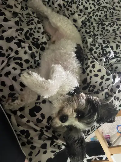 Beautiful Black and White Biewer Yorkshire Terrier, View more