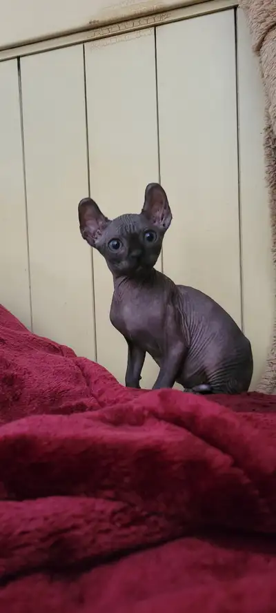 Prêt à partir Bonjour j'ai 2 chatons sphynx de 3 mois J’ai une femelle noir Et un elf cat Stérilisée...