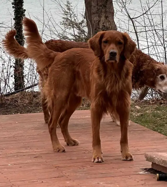 Field line Golden Retrievers in Dogs & Puppies for Rehoming in Mississauga / Peel Region - Image 10