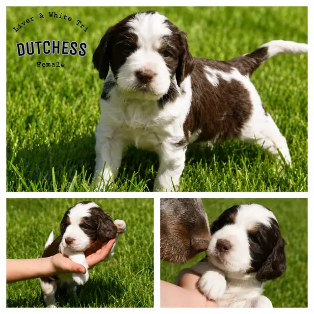 Purebred CKC English Springer Spaniel Puppies in Dogs & Puppies for Rehoming in London - Image 2