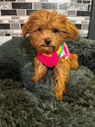I have 3 sweet little girls looking for loving families! These precious red toy poodle puppies are r...