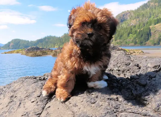Tiny Teddys | Teddy Bear Puppy • Zuchon Shichon Shih-Tzu Bichon in Dogs & Puppies for Rehoming in North Shore - Image 6
