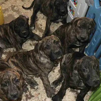Imported Presa Canario Puppies - Irema Curto Bloodlines, View more