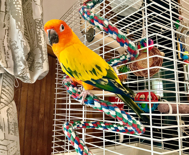 Beautiful male Sun Conure in Birds for Rehoming in Windsor Region - Image 2