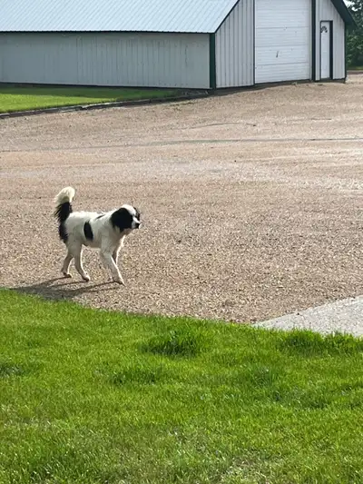 2 1/2 yr old Intact male Great Pyrenees/Bernese breed