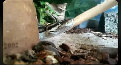 ⛔Rehoming female ball python with full setup⛔, View more