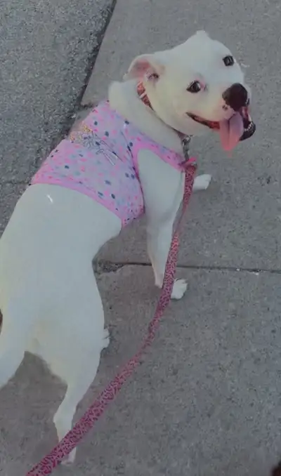 Bella needs a home , View more