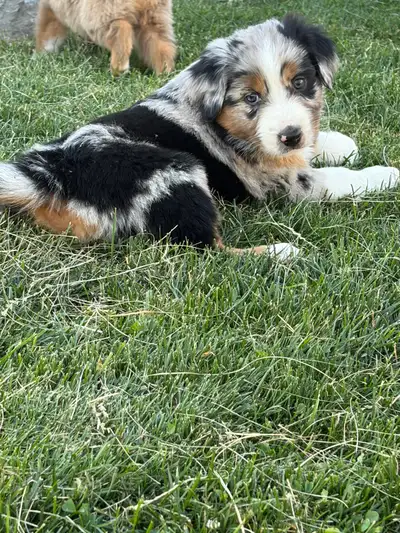 Australia shepherd puppies, View more