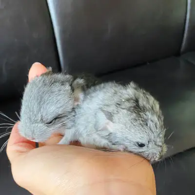 Two male baby chinchillas