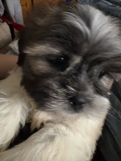 Shitzu puppy for sale  800   Text 778-583-6037, View more