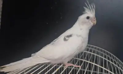 Beautiful and friendly cockatiels, View more