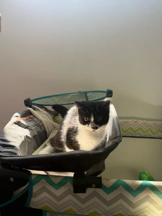 Tuxedo Kitten in Cats & Kittens for Rehoming in Longueuil / South Shore - Image 4