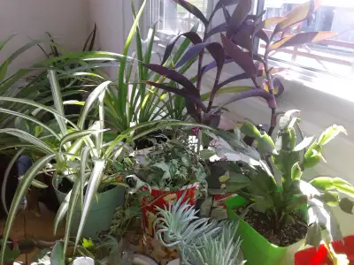 PLANTS for SALE, View more