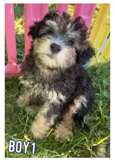 Mini Shihpoo  puppies ❤️❤️ ready to leave ( last 1 ), View more