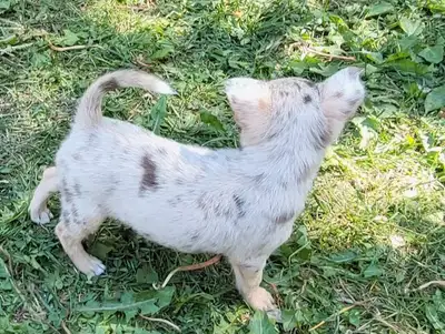 Chihuahua Puppies & 1yo, View more