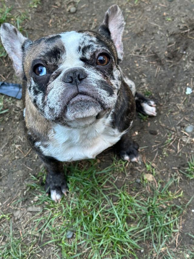 Adult French Bulldog female in Dogs & Puppies for Rehoming in Nanaimo - Image 3