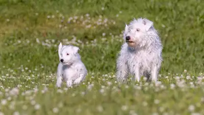 Parson Russell Terrier Puppies For Adoption, View more