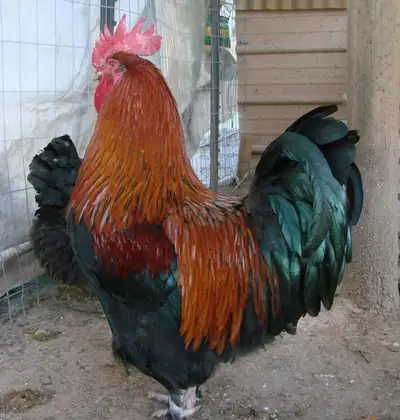 ●●ROOSTER ~ COPPER MARAN ~ PUREBRED ~ 10 MONTHS OLD, View more