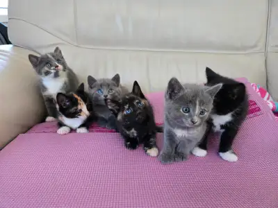 Multicolored Kittens, View more