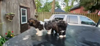 shipoo puppies to rehome, View more