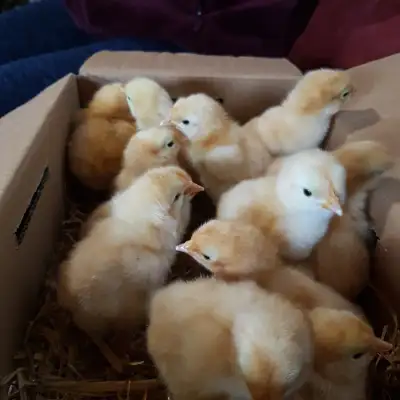 We have chicks hatching and available to arrange pickup starting tomorrow April 26th. See our other...