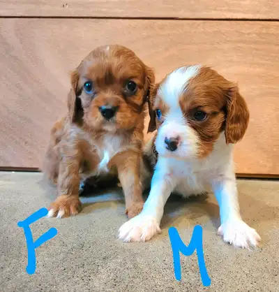 Chiots cavalier King charles, View more