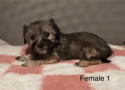 Long haired chihuahua x Cotton de Tulear, View more