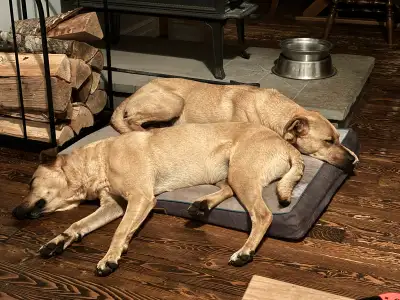Single mature adult looking for a dog friendly home/property for rent in the aylesford school distri...