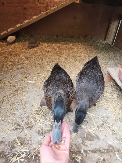 3 bonded 6 week old ducks , View more