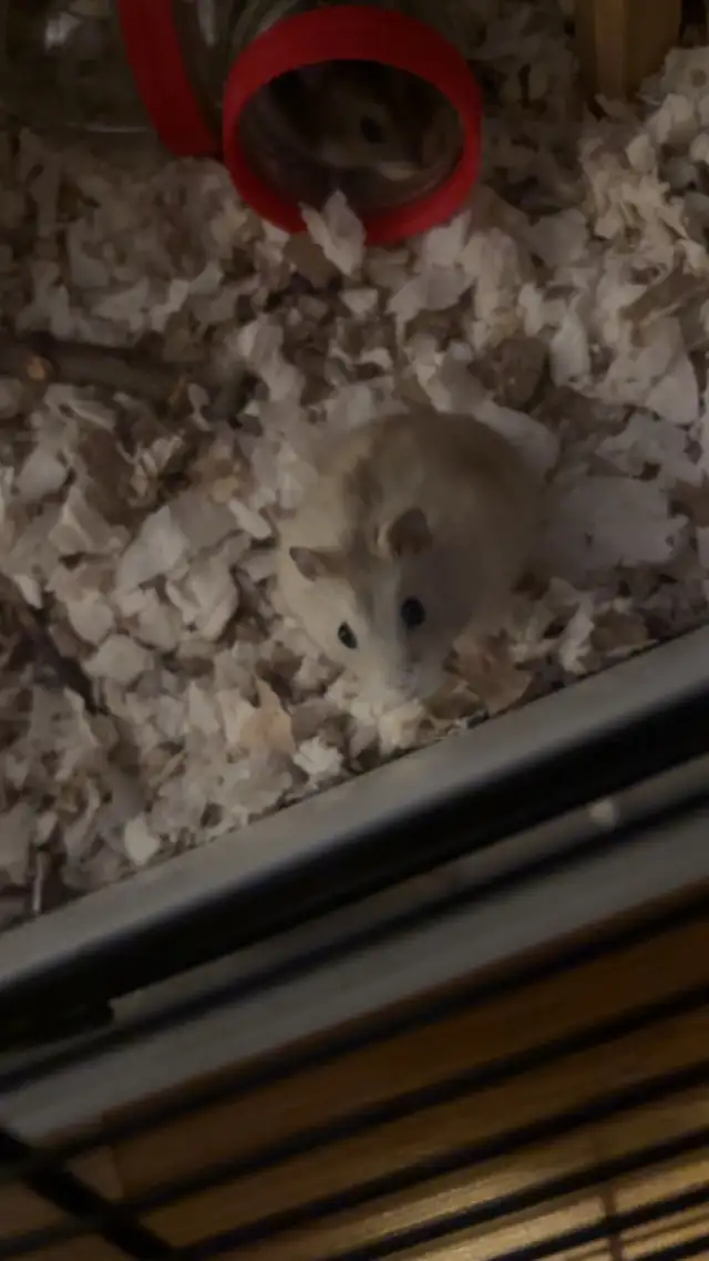 À donner hamster nain in Small Animals for Rehoming in City of Montréal - Image 5