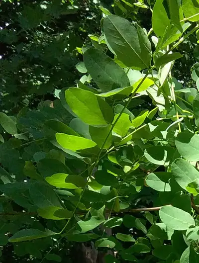 Why pay $69? (Not sure if these are the exact variety.) Trees from 2ft to 12ft. They have beautiful...