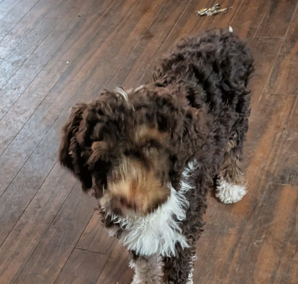 Bernedoodle puppies available | Dogs & Puppies for Rehoming | Campbell ...