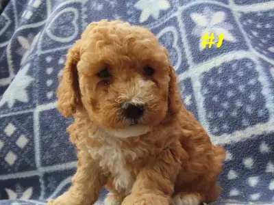  Toy Cockapoo puppies. , View more