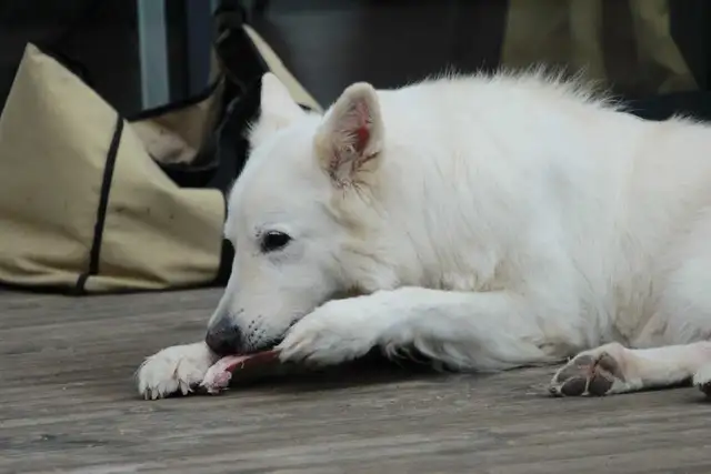 Natural Dog Nutrition & Wellness | 100% Online Consultations in Animal & Pet Services in Moncton - Image 4