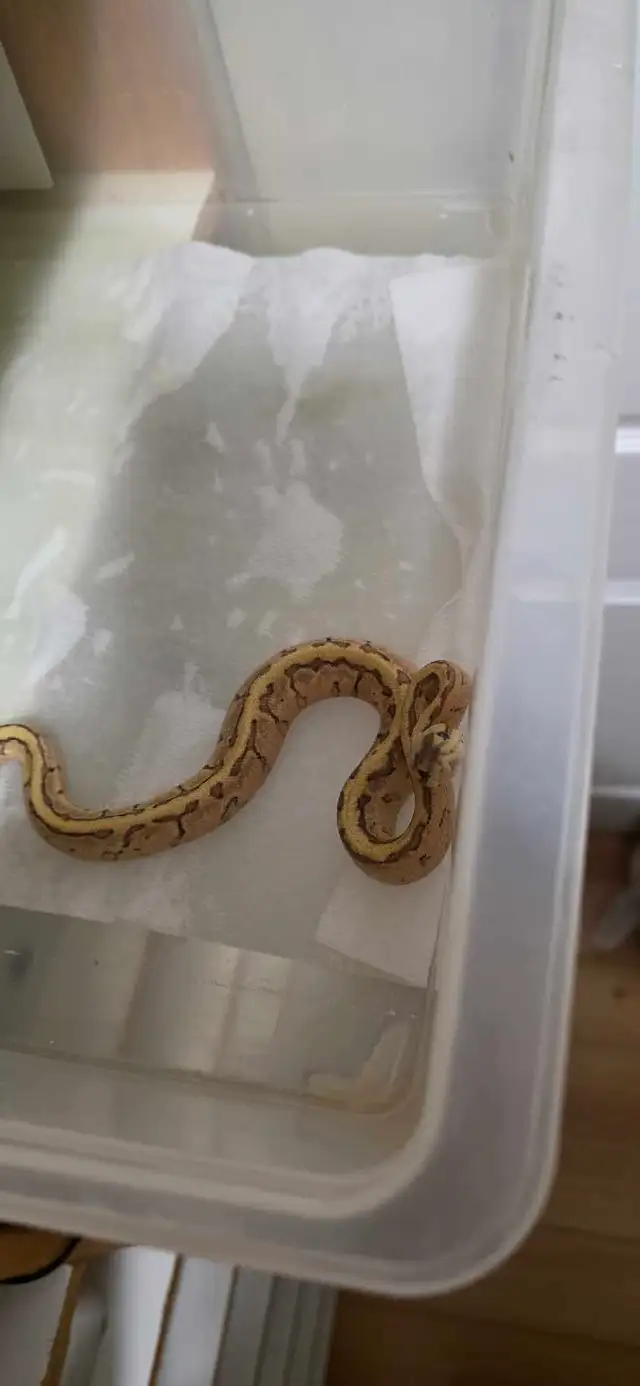 Ball Python Snakes | Reptiles & Amphibians for Rehoming | Edmonton ...
