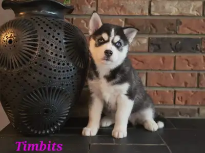 Adorable  Pomskies Ready in July, View more