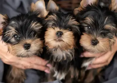 Yorkie terrier  puppies, View more