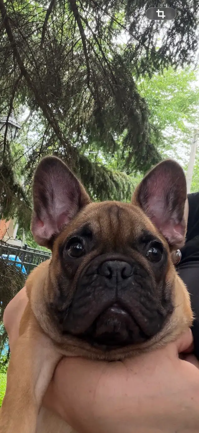 FRENCH BULLDOG PUPPIES in Dogs & Puppies for Rehoming in Ottawa - Image 8