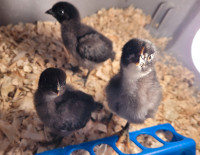 Three Chicks