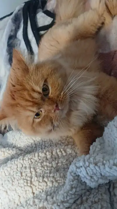 male Persian for sale , View more