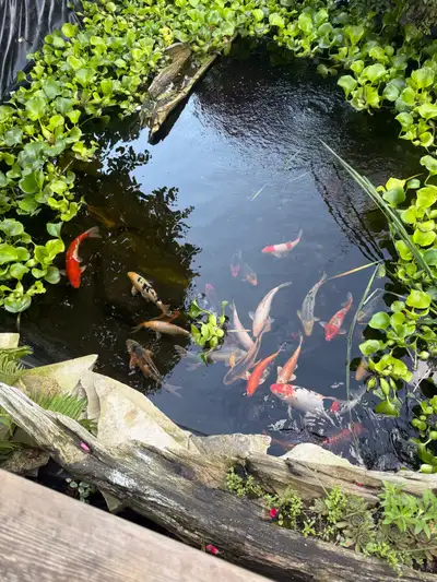 koi fish for sale, View more