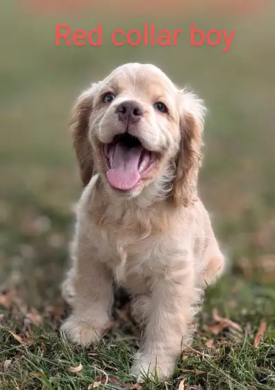 ❤️Adorable Cocker Spaniel Puppies❤️Ready to take home, View more
