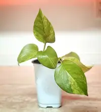 Pothos plant cuttings (small to big)