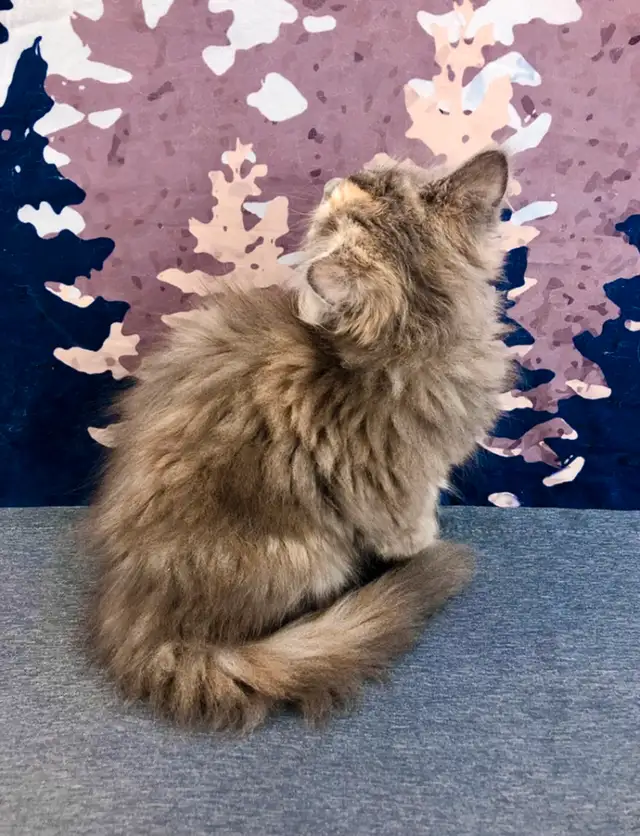 Big Cuddly Maine Coon